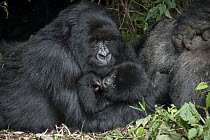 Mountain Gorilla (Gorilla gorilla beringei) mother and one and a half year old baby, Parc National des Volcans, Rwanda