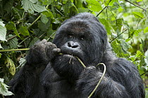 Mountain Gorilla (Gorilla gorilla beringei) silverback feeding, Parc National des Volcans, Rwanda