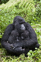 Mountain Gorilla (Gorilla gorilla beringei) mother holding five month old twin babies, Parc National des Volcans, Rwanda
