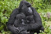 Mountain Gorilla (Gorilla gorilla beringei) mother holding five month old twin babies, Parc National des Volcans, Rwanda