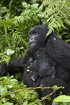 Mountain Gorilla (Gorilla gorilla beringei) mother feeding and holding her five month old twin babies, Parc National des Volcans, Rwanda