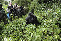Mountain Gorilla (Gorilla gorilla beringei) tourist group watching silverback, Parc National des Volcans, Rwanda