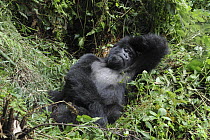 Mountain Gorilla (Gorilla gorilla beringei) female resting, Parc National des Volcans, Rwanda