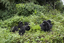 Mountain Gorilla (Gorilla gorilla beringei) family group resting and grooming each other, Parc National des Volcans, Rwanda