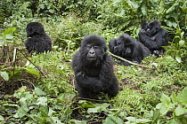 Mountain Gorilla (Gorilla gorilla beringei) two year old baby and family, Parc National des Volcans, Rwanda