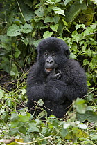 Mountain Gorilla (Gorilla gorilla beringei) two year old baby chewing on finger, Parc National des Volcans, Rwanda