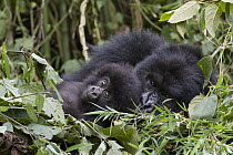 Mountain Gorilla (Gorilla gorilla beringei) one year old baby resting with mother, Parc National des Volcans, Rwanda