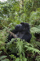 Mountain Gorilla (Gorilla gorilla beringei) silverback, Parc National des Volcans, Rwanda