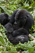 Mountain Gorilla (Gorilla gorilla beringei) mother grooming her two year old baby, Parc National des Volcans, Rwanda