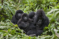 Mountain Gorilla (Gorilla gorilla beringei) mother and two year old baby and sub-adult, Parc National des Volcans, Rwanda