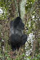 Mountain Gorilla (Gorilla gorilla beringei) silverback climbing tree, Parc National des Volcans, Rwanda