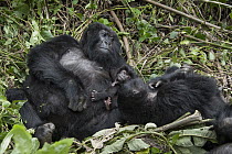 Mountain Gorilla (Gorilla gorilla beringei) mother with three week old newborn baby and sub-adult, Parc National des Volcans, Rwanda
