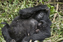 Mountain Gorilla (Gorilla gorilla beringei) mother holding three week old baby, Parc National des Volcans, Rwanda