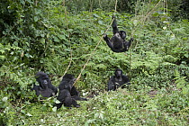 Mountain Gorilla (Gorilla gorilla beringei) juveniles playing on vines near family, Parc National des Volcans, Rwanda