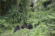 Mountain Gorilla (Gorilla gorilla beringei) juveniles playing on vines near family, Parc National des Volcans, Rwanda