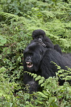 Mountain Gorilla (Gorilla gorilla beringei) mother vocalizing with baby on back, Parc National des Volcans, Rwanda