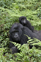Mountain Gorilla (Gorilla gorilla beringei) mother with one and a half year old baby on back, Parc National des Volcans, Rwanda