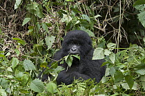 Mountain Gorilla (Gorilla gorilla beringei) sub-adult eating leaves, Parc National des Volcans, Rwanda