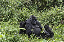 Mountain Gorilla (Gorilla gorilla beringei) mother and one and a half year old twin babies, Parc National des Volcans, Rwanda