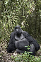 Mountain Gorilla (Gorilla gorilla beringei) silverback resting, Parc National des Volcans, Rwanda