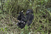 Mountain Gorilla (Gorilla gorilla beringei) mother feeding her one and a half year old twin babies, Parc National des Volcans, Rwanda