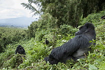 Mountain Gorilla (Gorilla gorilla beringei) silverback on mountain slope with family behind, Parc National des Volcans, Rwanda