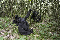 Mountain Gorilla (Gorilla gorilla beringei) female with young and juveniles playing, Parc National des Volcans, Rwanda