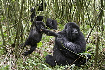 Mountain Gorilla (Gorilla gorilla beringei) mother and two year old baby playing in bamboo forest, Parc National des Volcans, Rwanda