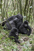 Mountain Gorilla (Gorilla gorilla beringei) mother with one and a half year old twin babies, Parc National des Volcans, Rwanda