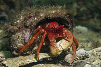 Hermit Crab (Diogenidae), South Australia, Australia