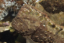 Warty Prowfish (Aetapcus maculatus), South Australia, Australia
