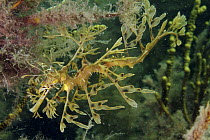Leafy Sea Dragon (Phycodurus eques), South Australia, Australia