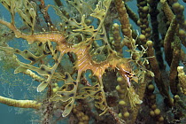 Leafy Sea Dragon (Phycodurus eques), South Australia, Australia