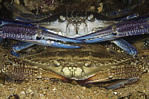 Blue Swimming Crab (Portunus pelagicus) pair mating, South Australia, Australia