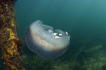 Jack (Pseudocaranx sp) juveniles find shelter within stinging tentacles of jellyfish, South Australia, Australia