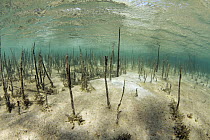 Mangrove (Rhizophoraceae) shoots in shallow water, Bahamas, Caribbean