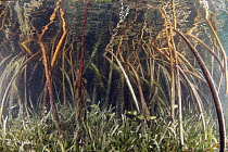 Mangrove (Rhizophoraceae) and Eelgrass (Zostera sp) provide shelter for young fish, Bahamas, Caribbean