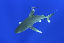 Oceanic White-tip Shark (Carcharhinus longimanus) with Pilot Fish (Naucrates ductor), Bahamas, Caribbean