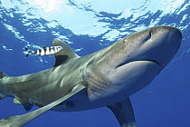 Oceanic White-tip Shark (Carcharhinus longimanus) with Pilot Fish (Naucrates ductor), Bahamas, Caribbean