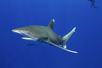 Oceanic White-tip Shark (Carcharhinus longimanus), Bahamas, Caribbean