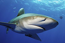 Oceanic White-tip Shark (Carcharhinus longimanus), Bahamas, Caribbean