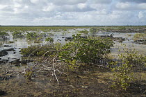 Mangrove (Rhizophoraceae) and Eelgrass (Zostera sp) nursery habitat, Bahamas, Caribbean