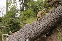 Bobcat (Lynx rufus) walking up log in deciduous forest, Aptos, Monterey Bay, California