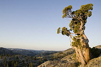 Western Juniper (Juniperus occidentalis) on granite summit at sunrise, Emigrant Wilderness, Stanislaus National Forest, Sierra Nevada, California