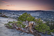 Western Juniper (Juniperus occidentalis) on granite summit stunted by strong winds, Emigrant Wilderness, Stanislaus National Forest, Sierra Nevada, California