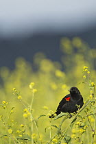 Red-winged Blackbird (Agelaius phoeniceus) male calling, Berkeley, San Francisco Bay, California
