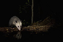 Virginia Opossum (Didelphis virginiana) drinking at waterhole at night, Aptos, Monterey Bay, California