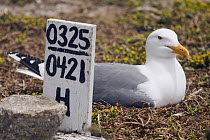 Western Gull (Larus occidentalis) incubating on nest with research sign stating the nesting pattern of this individual, South Farallon Islands, Farallon Islands, Farallon National Wildlife Refuge, Cal...