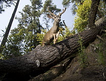 Mule Deer (Odocoileus hemionus) buck jumping over log in deciduous forest, Aptos, Monterey Bay, California