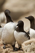 Common Murre (Uria aalge) pair courting, South Farallon Islands, Farallon Islands, Farallon National Wildlife Refuge, California